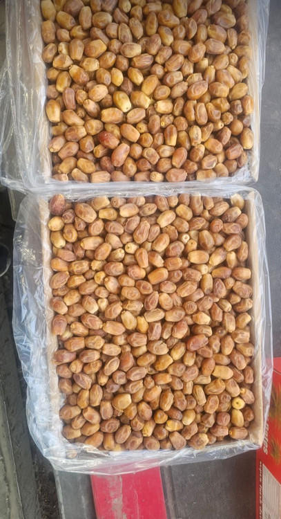خرمای زاهدی درجه یک عمده
