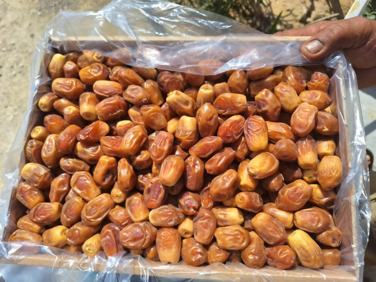خرما زاهدی ۱۰ کیلویی قیمت عمده