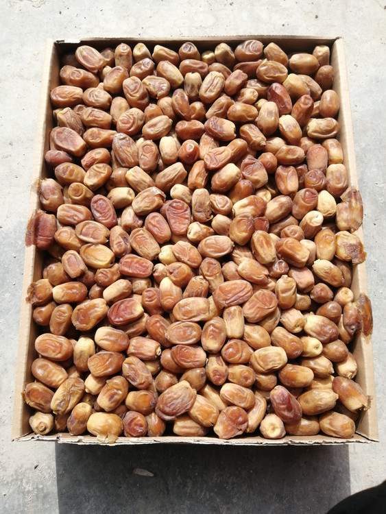 خرمای زاهدی تازه برداشت شده