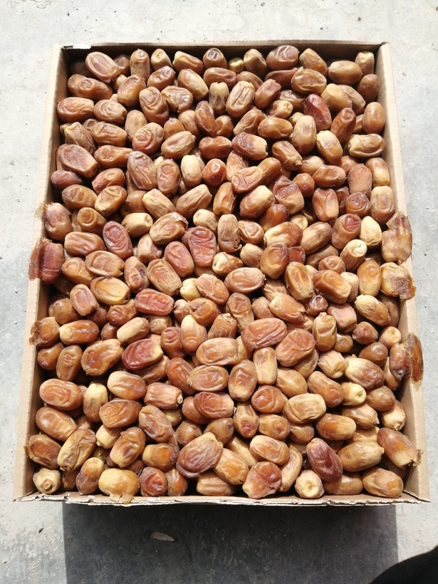 خرمای زاهدی تازه برداشت شده
